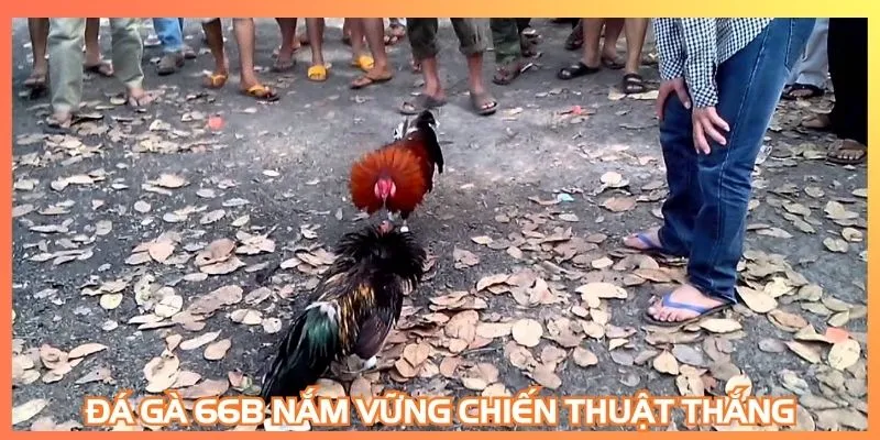 Đá gà 66B nắm vững chiến thuật thắng