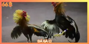 đá gà C1