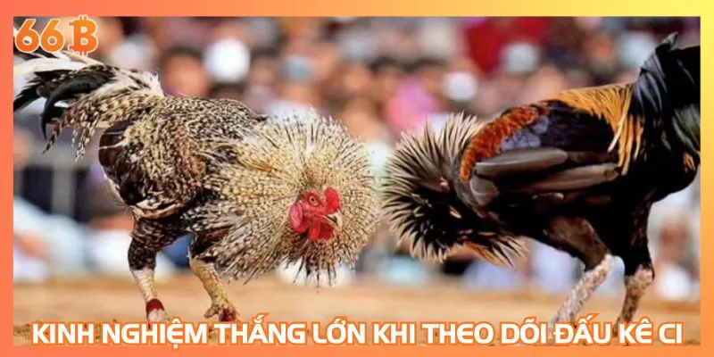 Kinh nghiệm thắng lớn khi theo dõi đấu kê C1